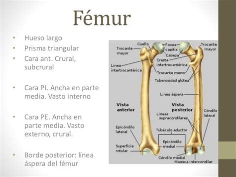 Anatomía De Muslo