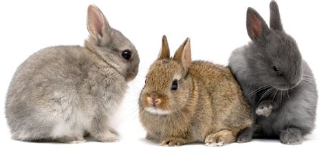 El cuidado del conejo | Mi Veterinaria Online