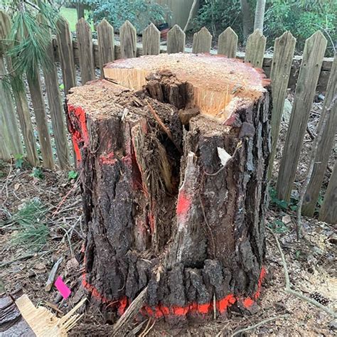 Dees rug servicedees rug servicedees rug service. Tree Service in Florence & Pee Dee SC ...