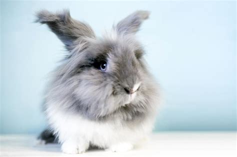 Lionhead Rabbit Breed And Pet Care Information Lovetoknow Pets