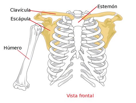 The shoulder and arm bone are joined together by ligaments. Cintura escapular - Wikipedia, la enciclopedia libre