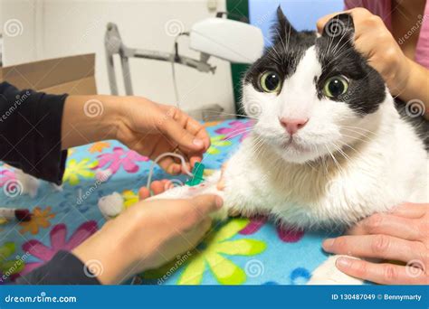 Veterinarian Cat Transfusion Stock Image Image Of Laboratory Animal