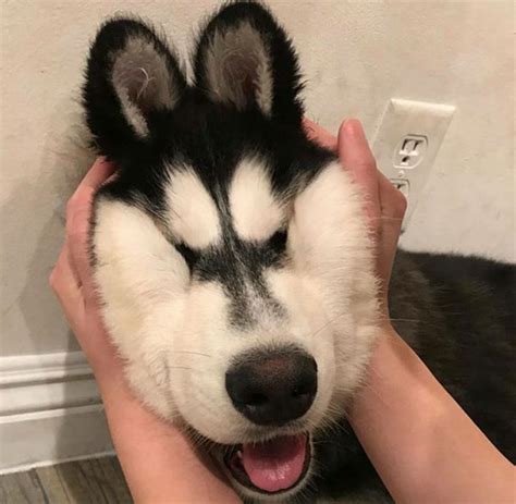 22 Squishy Dog Cheeks That Are Impossible To Resist Squishing