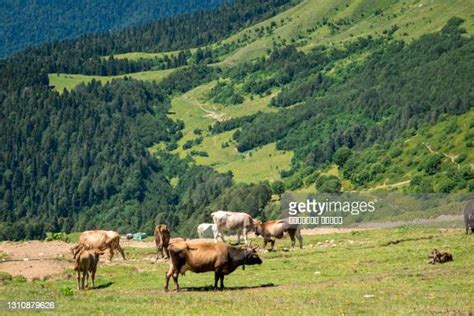 Rosa Khutor Summer Photos And Premium High Res Pictures Getty Images