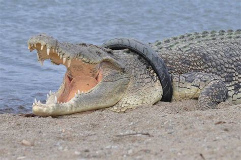 This Crocodile Is Being Strangled Are You Brave Enough To Save Its