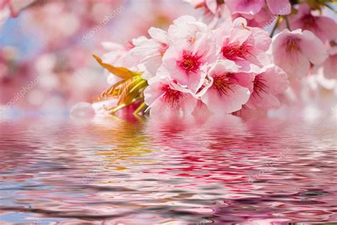 Beautiful Cherry Blossoms In Spring — Stock Photo © Wangsong 93478280