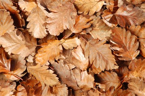 Free Stock Photos Rgbstock Free Stock Images Withered Leaves My XXX