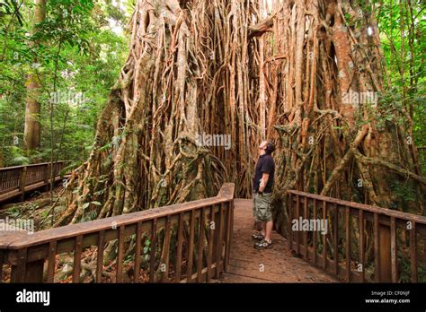 The Giant Fig Tree On The Atherton Tablelands Is A Popular Tourist