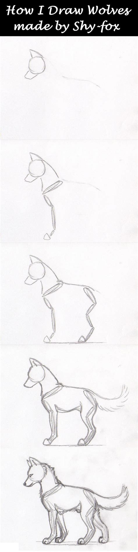 drawing wolf anatomy by shy-fox on DeviantArt