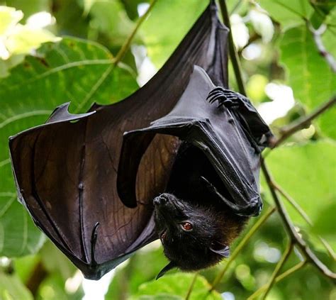Black Bat Flying Dog How To Attract Birds Bat