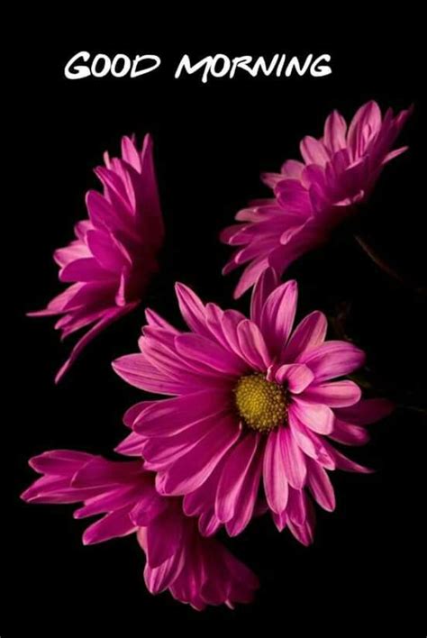 Scarica subito la foto bellissimi fiori. Sfondi Bellissimi Immagini Di Fiori