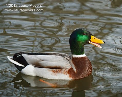 Mallard Duck Male With Beak Open Tagged Photos Laura Meyers Photograpy