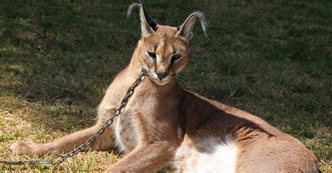 Meet Bartley An African Caracal Cat