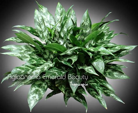 Tropicopia Online House Plant Picture Of Aglaonema Aglaonema