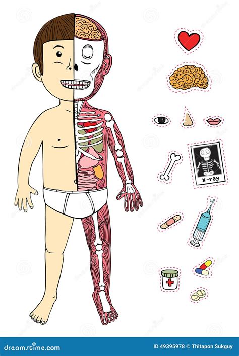 Boy Body And Anatomy Stock Vector Illustration Of Anatomy 49395978