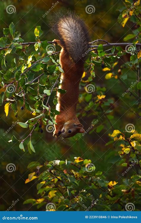 Squirrel Eating Berries On A Tree Upside Down Stock Photo Image Of