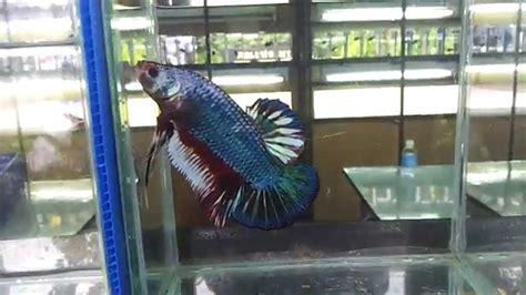 Biggest Giant Betta In The World Youtube