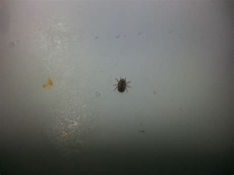 Little Black Bugs In Bathroom Sink