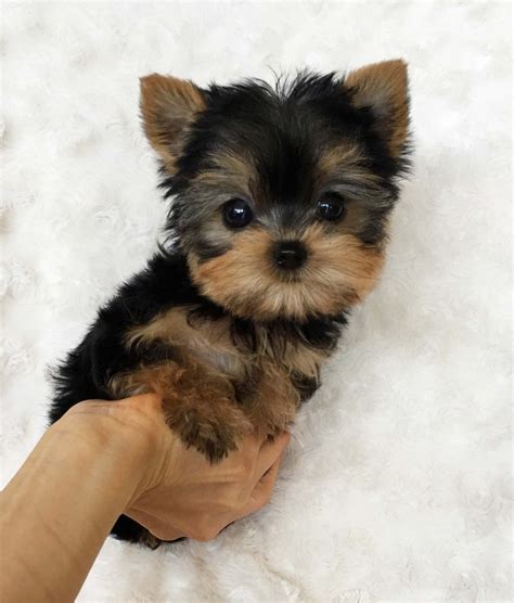 We have regular pomeranian puppies, teacup pomeranian puppies, mini pomeranian puppies, and micro pomeranian puppies. Yorkshire Terrier Puppies For Sale | San Jose, CA #298091