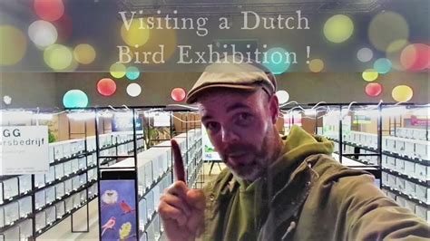 visiting a dutch bird exhibition a special 60 subscribers episode youtube