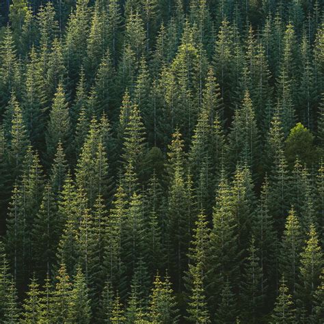 10 Reasons Why Forests Are Important The Environmentor