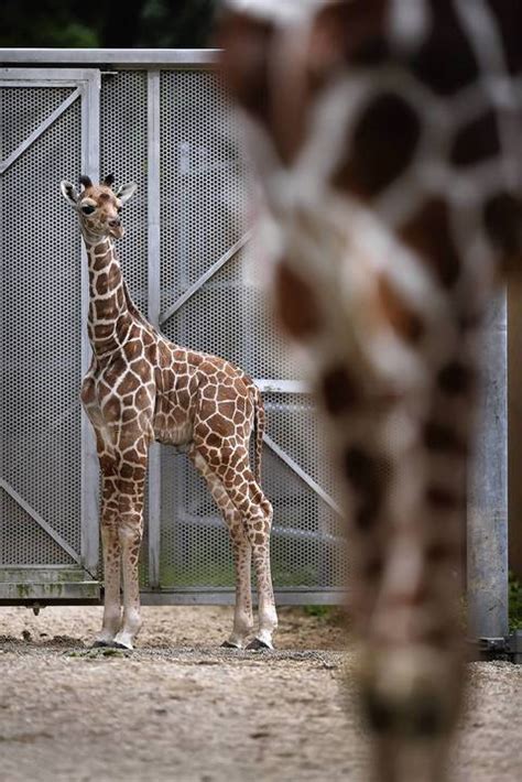 Baby Giraffe At Brookfield Zoo Chicago Tribune