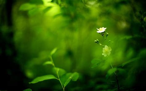 Hd Wallpaper Greens White Flower Blur Plant Beauty In Nature