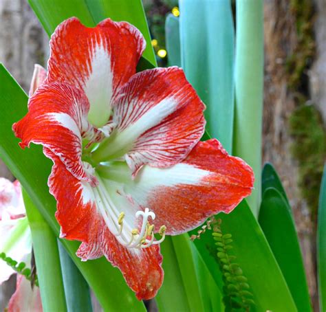 Amaryllis Lily Hippeastrum Cultivars Lauritzen Gardens Flickr