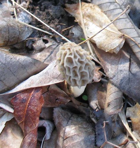 Using Georgia Native Plants The Magic Of Mushrooms