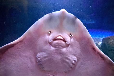 Do Manta Rays Smile And Whats The Deal With Giggling Sting Rays