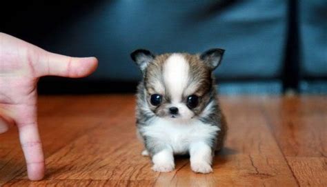 10 Cutest Puppies In The World Photos All Recommendation