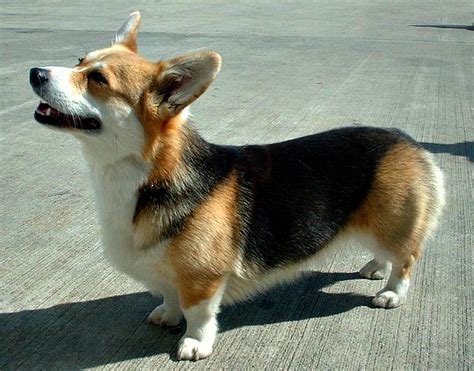 Telling the difference between the two for the common person can most. Welsh corgi - Wikipedia