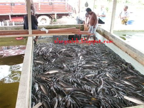 Ini bertujuan memudahkan aliran air saat nanti dilakukan pengurasan. KOLAM MEMANCING ALANG SALEH: bab 1 (penternakan) : jenis2 kolam ikan air tawar