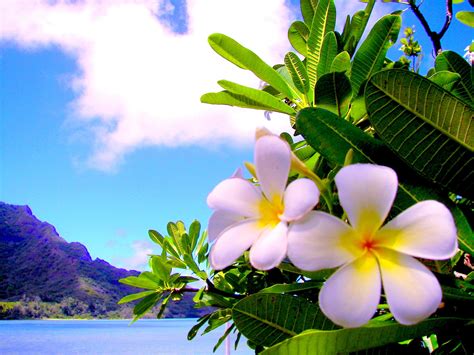 Flowers Plumeria Paradise Adi Island Water Mountain Wallpaper Wide