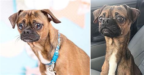 Worldwide shipping available at society6.com. An adorable chihuahua pug with a strange face is looking for a home | Metro News