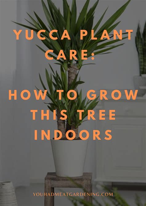 When caring for yucca plants, it is a good idea to wear gloves to protect your hands from the sharp leaves. Yucca Plant Care: How to Grow this Tree Indoors in 2020 ...
