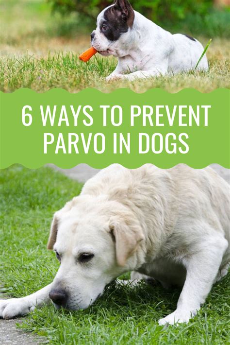 Parvovirus In Dogs Symptoms Treatment Prevention Artofit
