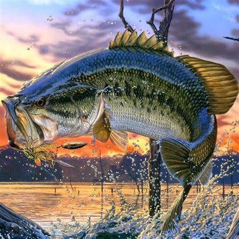 Bass Fishing Wallpaper Wallpapersafari