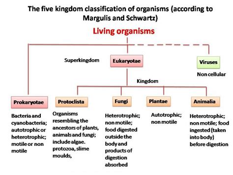 Biological Classification Worksheet Five Kingdom System