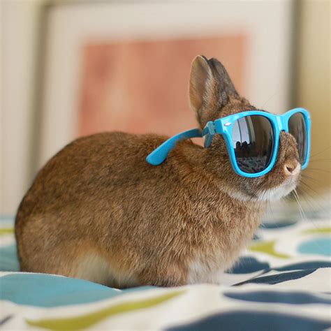 Worlds Coolest Bunnies Wearing Shades