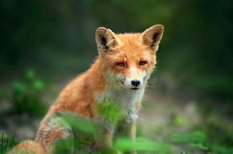Portrait Of A Red Fox Vulpes Vulpes Stock Image Image Of Furry Hunt
