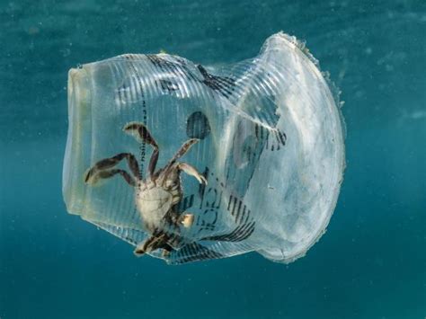 Plastikmüll Im Meer Greenpeace