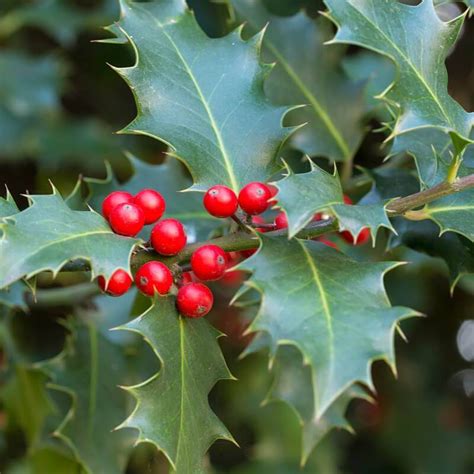 The Story Behind Christmas Holly Laidback Gardener