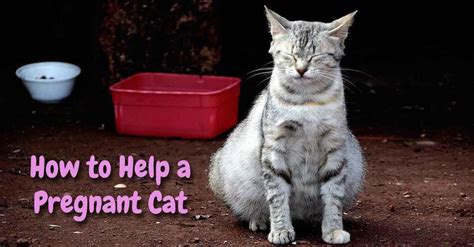 How To Help A Pregnant Cat Catwiki Pregnant Cat Cats Cat Care