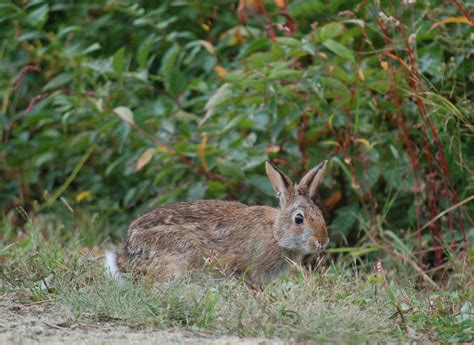 Rabbit Sightings New England Cottontail And Snowshoe Hare Mammals