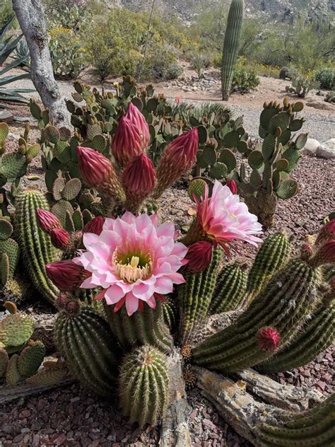 Arizona is located in the sonoran desert, the desert you're thinking of when you picture spiky saguaros and cow skulls. Types Of Cactus Plants In Arizona - gardenpicdesign
