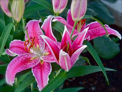 Stargazer Lily Lilies Of The Field Stargazing Beautiful Flowers