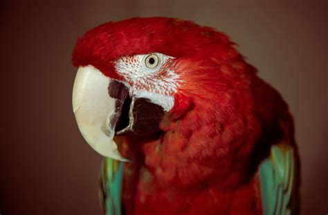 Wallpaper Beak Color Bird Macaw Fauna Vertebrate Close Up