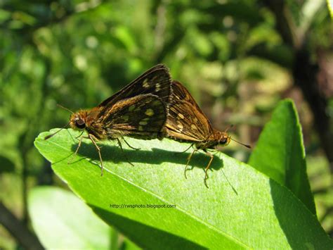 Wild Sex Mating Moths Photo Rws Photo Blog Splendour Pictures Of Borneo