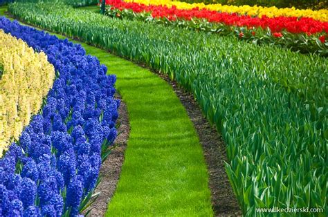 Musisz być w holandii w kwietniu. Park Keukenhof - holenderski ogród kwiatowy